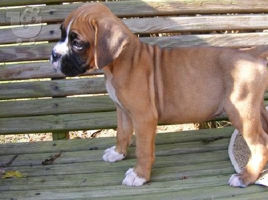 PoulaTo: boxer puppies
